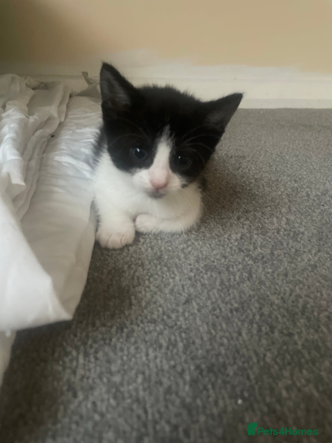 European cats for sale: Kittens for sale  - Image 7
