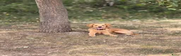 Mixed Breed dogs for sale: 7 months Golden Retriever x Cocker Spinal - Advert 2