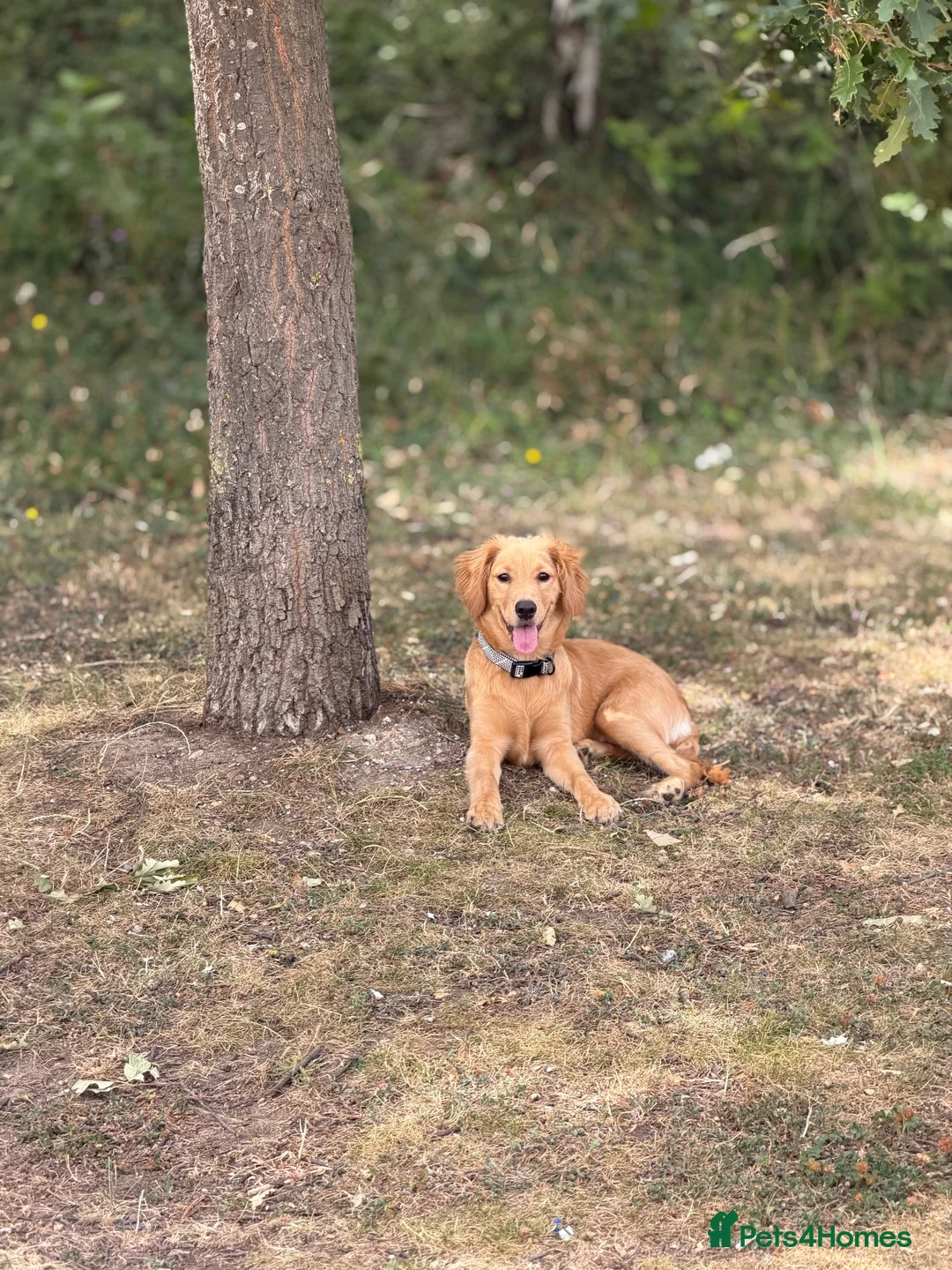 Mixed Breed dogs for sale: 7 months Golden Retriever x Cocker Spinal - Advert 2