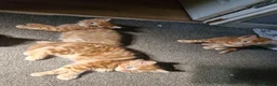 Mixed Breed cats for sale: Playful Cute ginger kittens ready for new homes - Advert 6