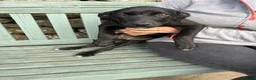 Borador dogs for sale: Borador puppies in Talybont - Advert 6