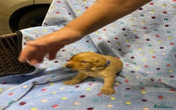 Labrador Retriever dogs for sale: Stunning Litter from working parents KC reg - Image 6