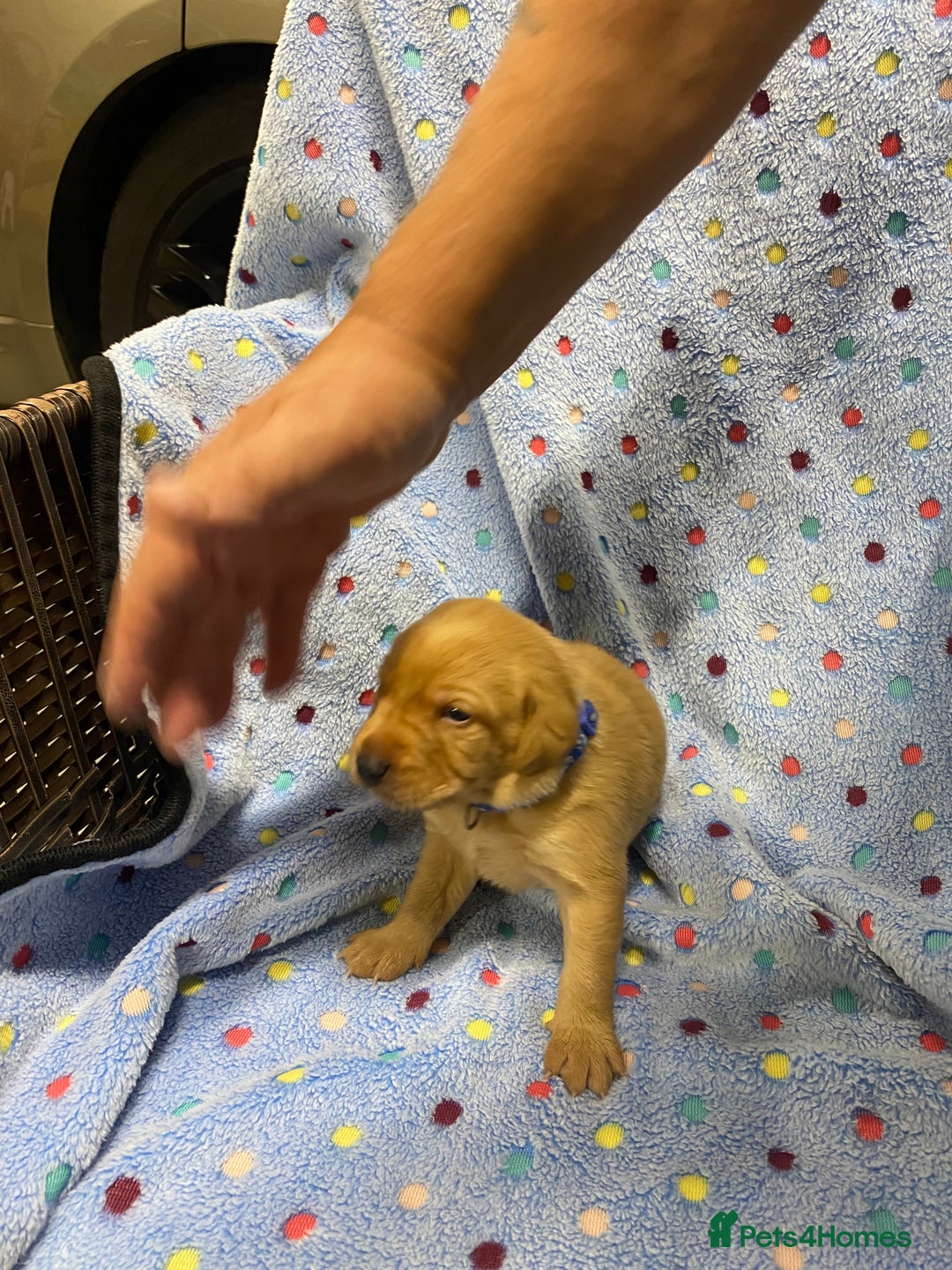 Labrador Retriever dogs for sale: Stunning Litter from working parents KC reg - Image 6