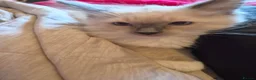 Ragdoll cats for sale: Cute purebred blue point mitted ragdoll kitten  - Advert 9