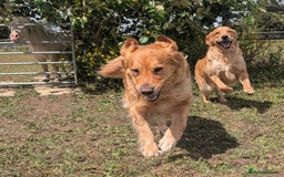 Golden Retriever dogs for sale: 4 YO Beautiful KC Health Tested Golden Retriever - Image 1