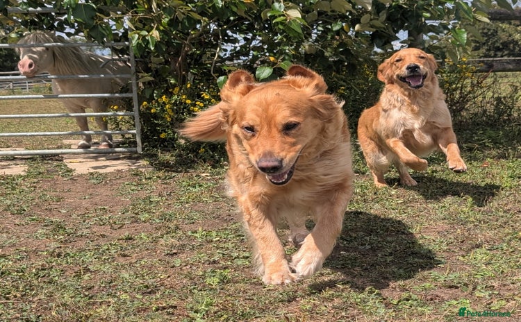 Golden Retriever dogs - Advert 2