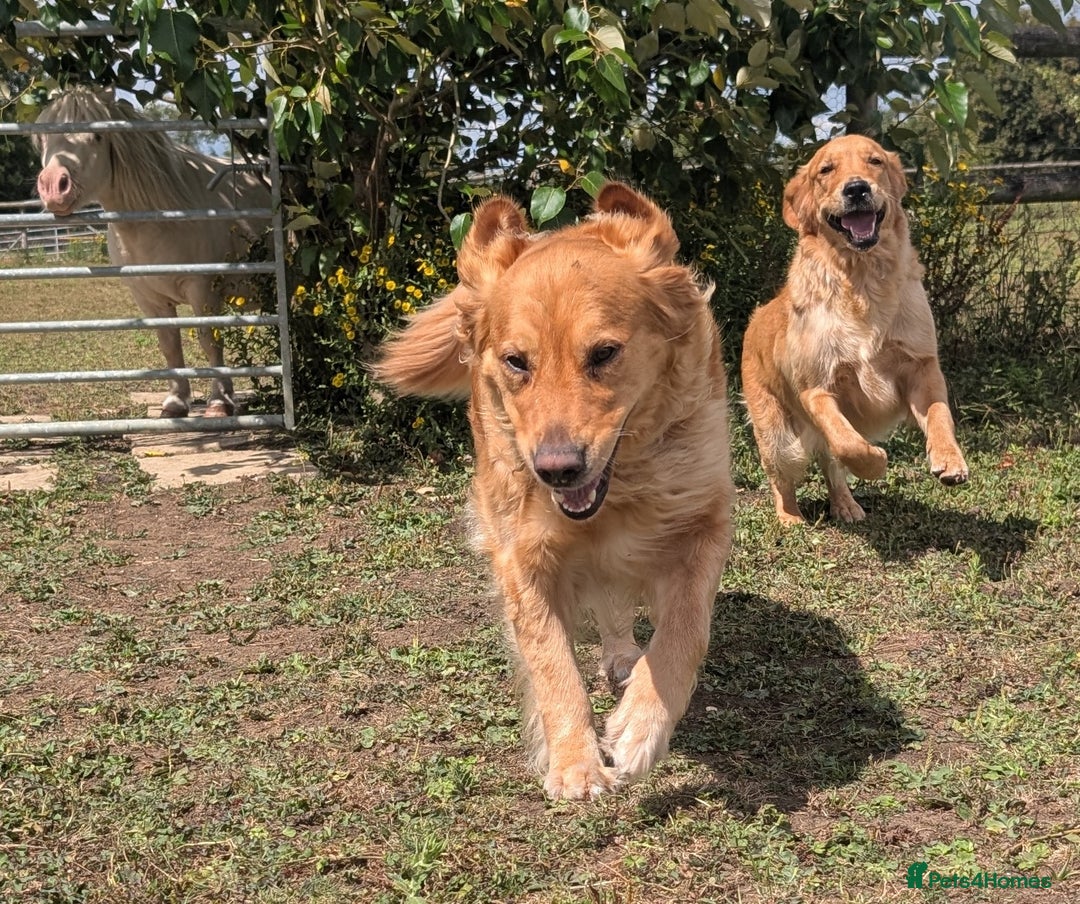 Golden Retriever dogs for sale: 4 YO Beautiful KC Health Tested Golden Retriever - Image 1