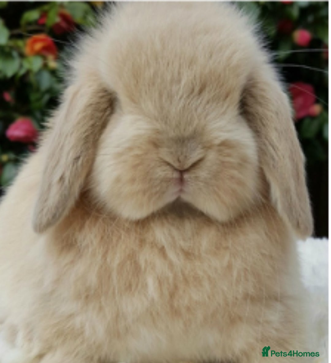 Mini Lop rabbits for sale: Stunning vaccinated,flead & wormed minilop babies  - Image 10