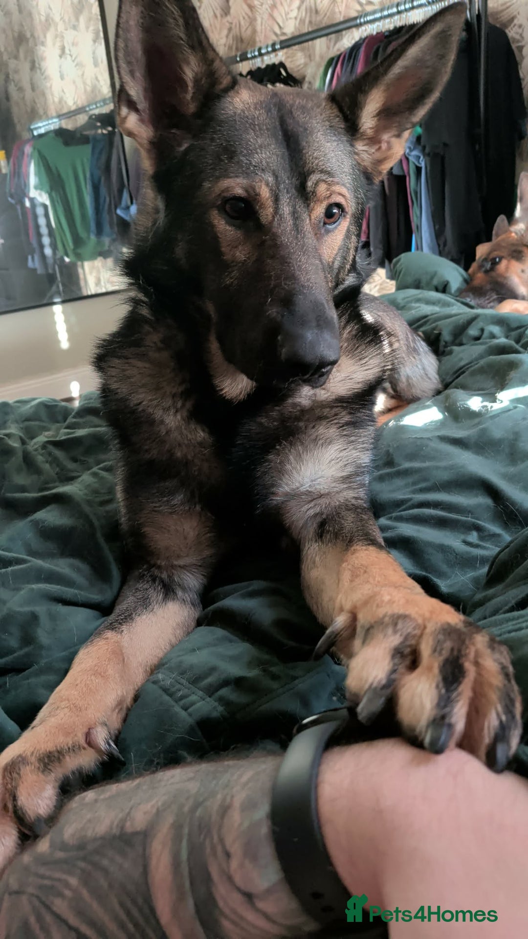 German Shepherd dogs for sale: 17 month GSD male (intact) - Advert 9