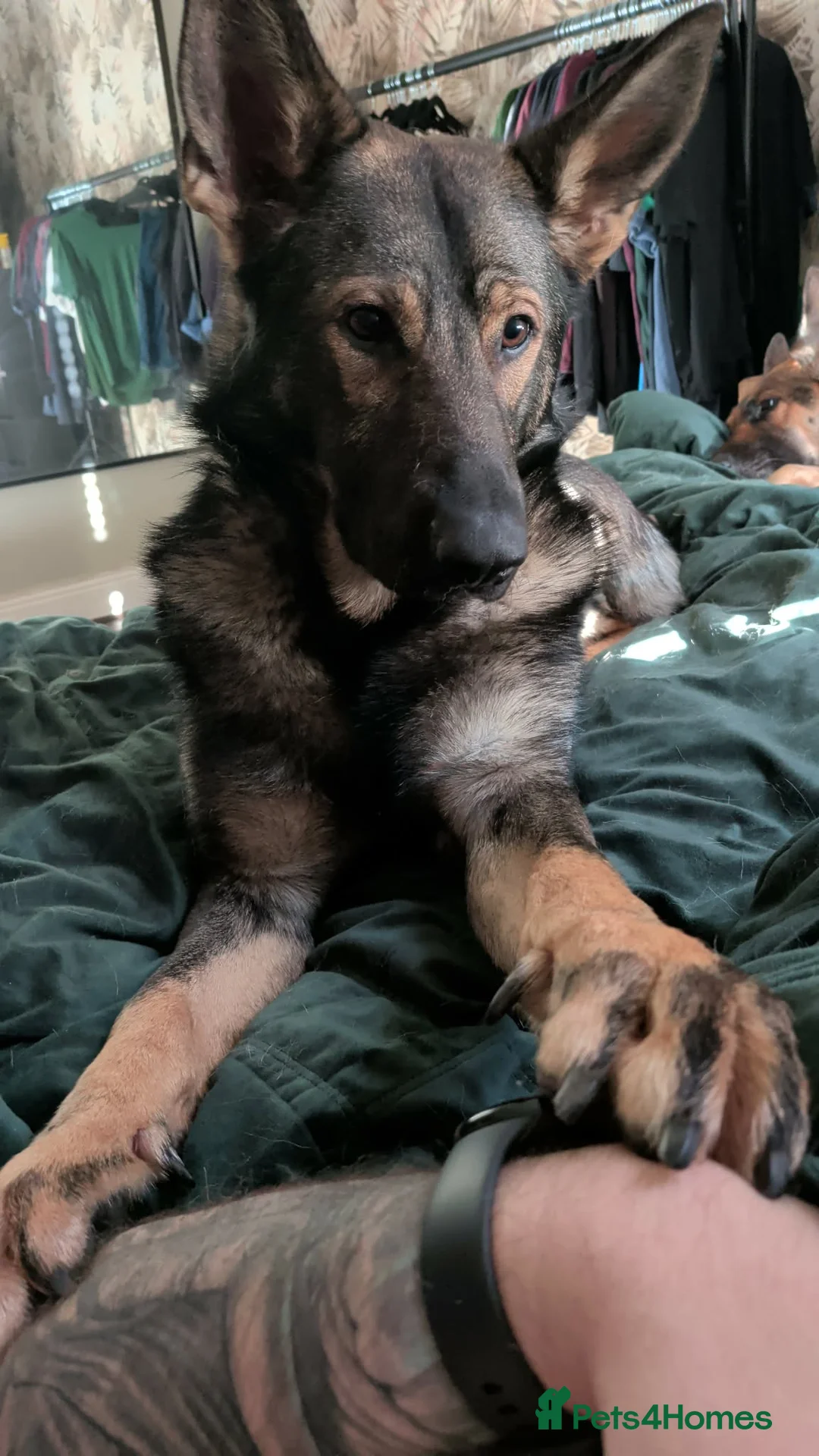 German Shepherd dogs for sale: 17 month GSD male (intact) - Advert 9