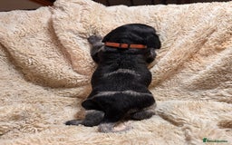 German Shorthaired Pointer dogs for sale: German Shorthaired Pointer Puppies - Leeds - Advert 12