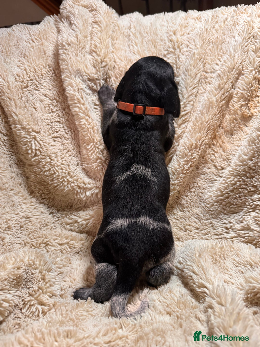 German Shorthaired Pointer dogs for sale: German Shorthaired Pointer Puppies - Leeds - Advert 12