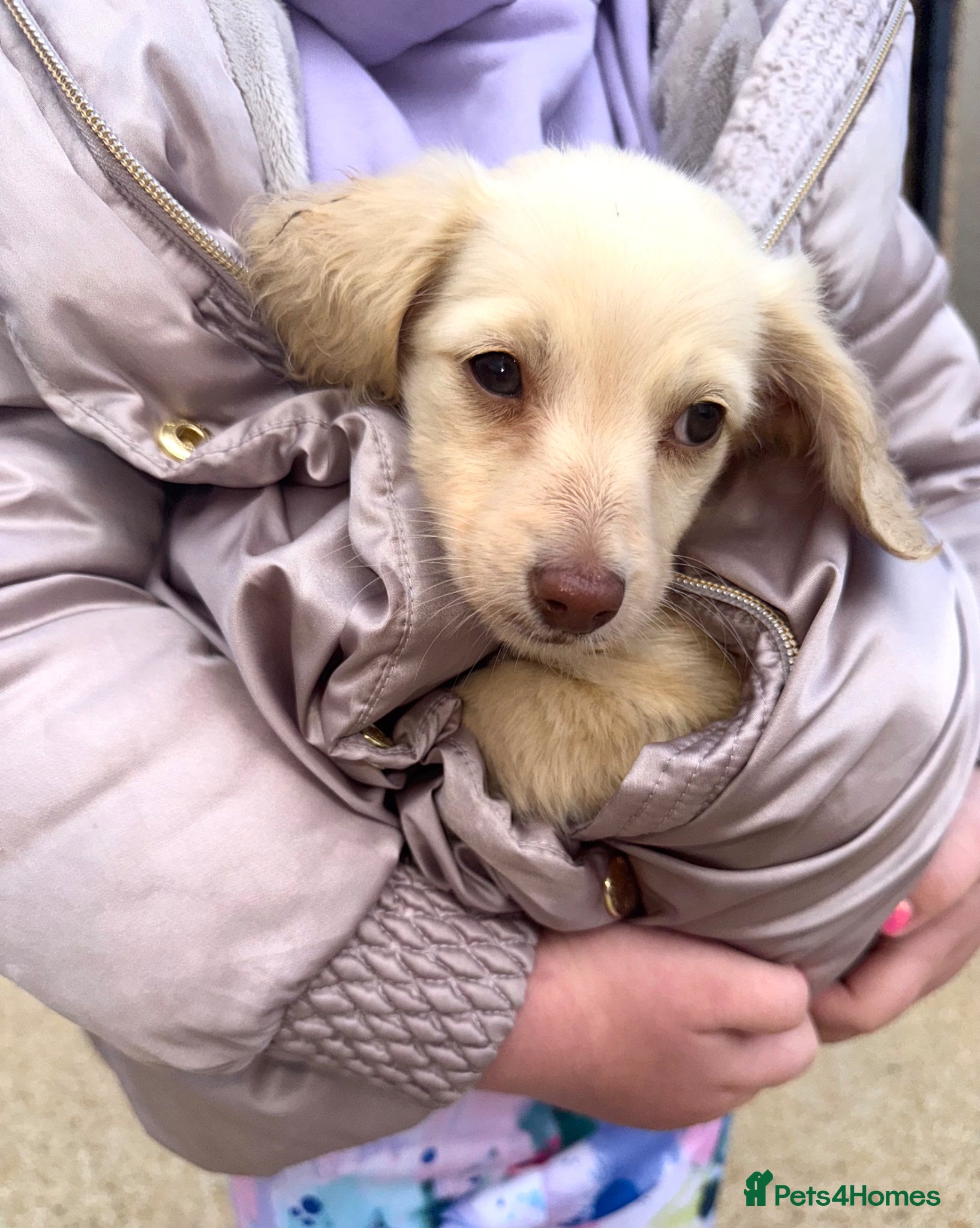 Miniature Dachshund dogs for sale: eeii Bright cream KC! Longhair miniature dachshund - Advert 1
