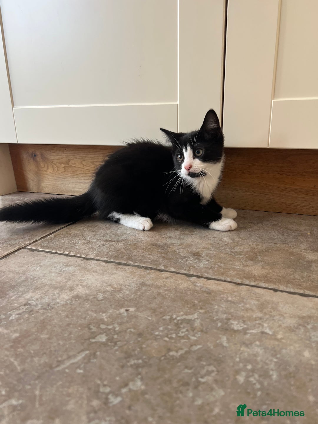 Mixed Breed cats for sale: Mixed breed kittens for sale - Image 2