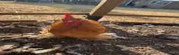 Chickens poultry for sale: Beautiful Amber Pekin Bantam Rooster - Advert 2