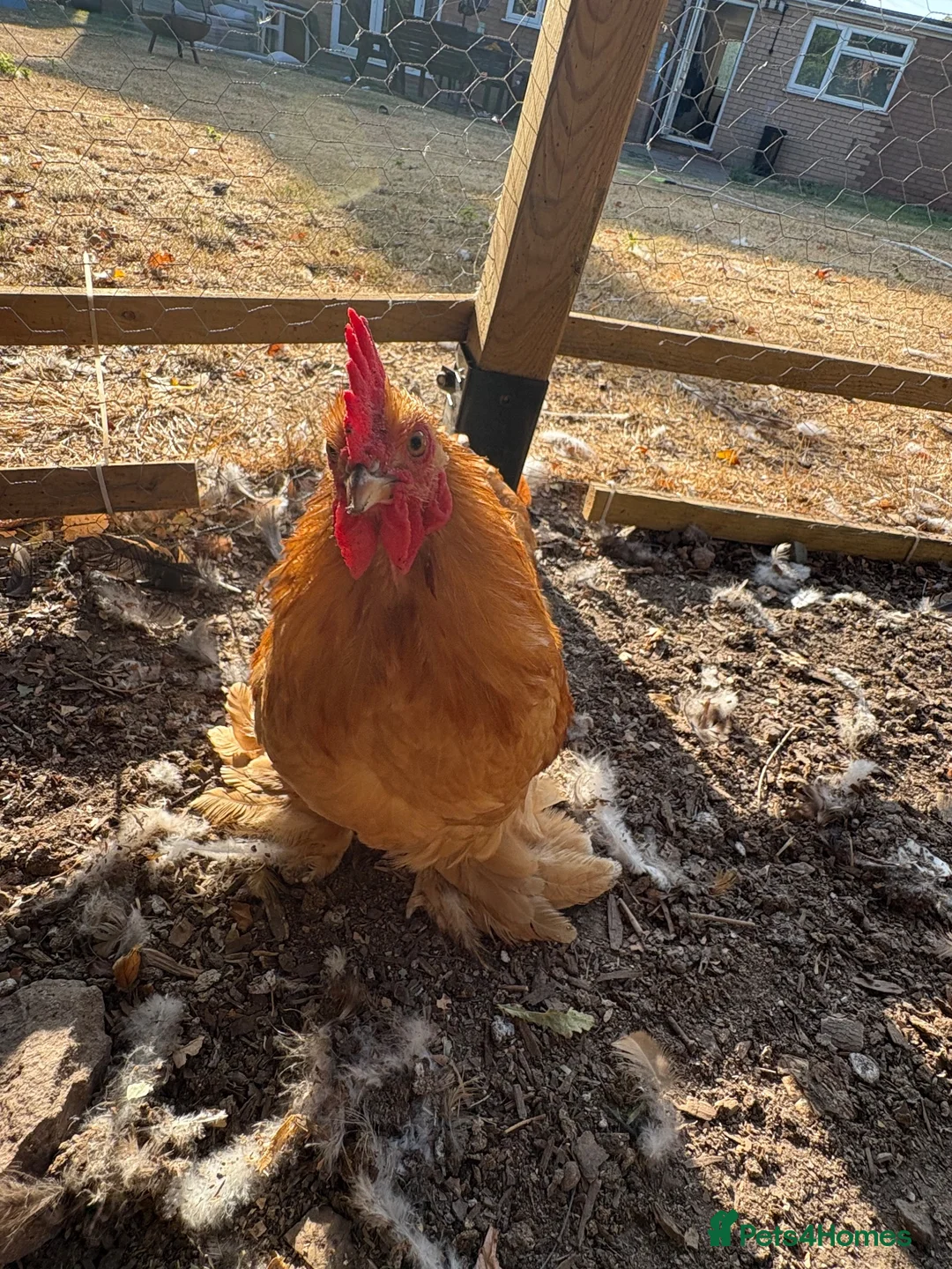 Chickens poultry for sale: Beautiful Amber Pekin Bantam Rooster - Advert 2