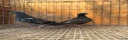 Pigeons birds for sale: BEAUTIFUL TIGER GRIZZLE RACING PIGEONS - Advert 7