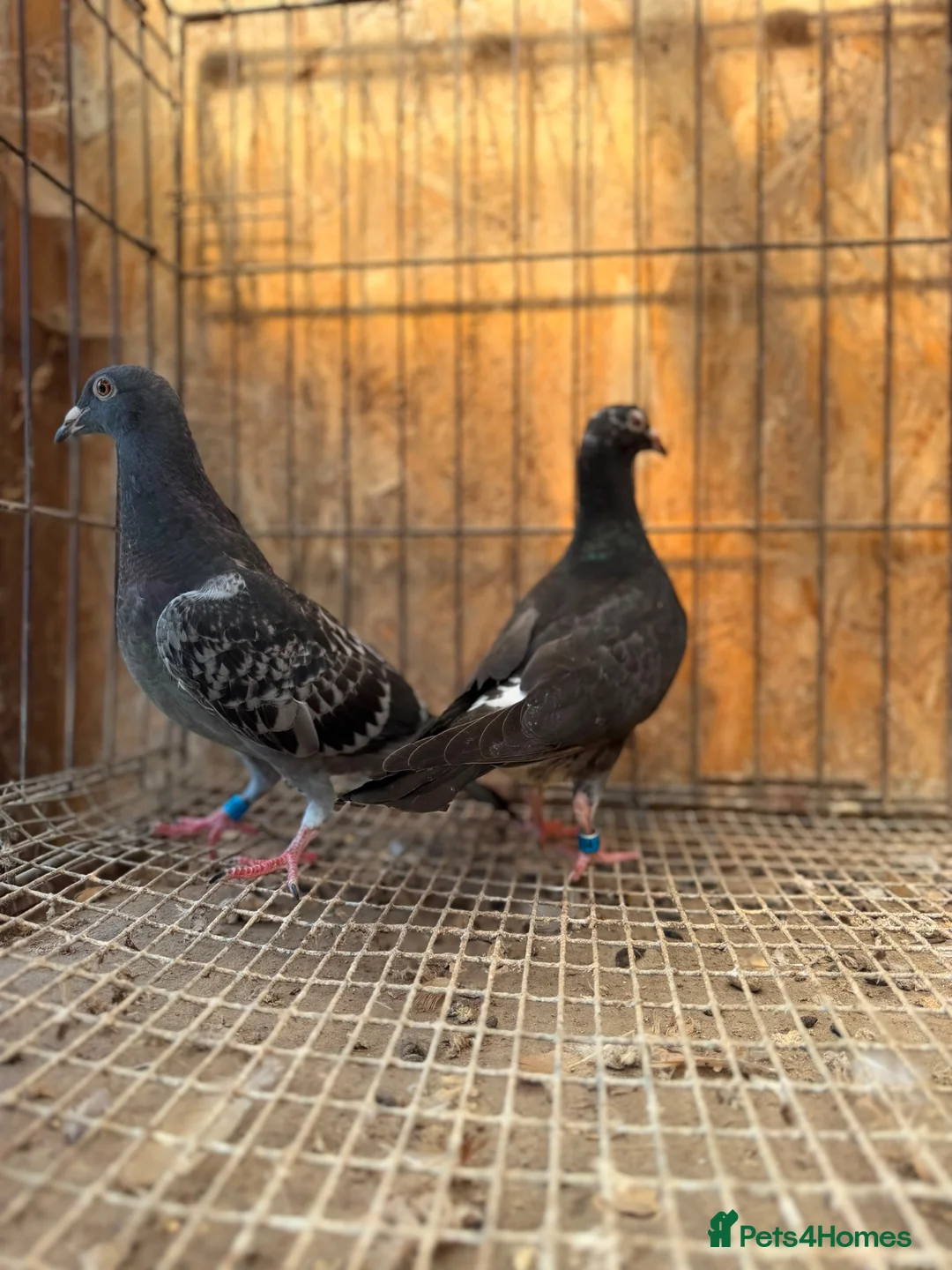 Pigeons birds for sale: BEAUTIFUL TIGER GRIZZLE RACING PIGEONS - Advert 7