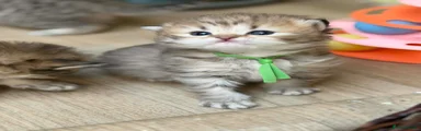 British Longhair Kitten 1