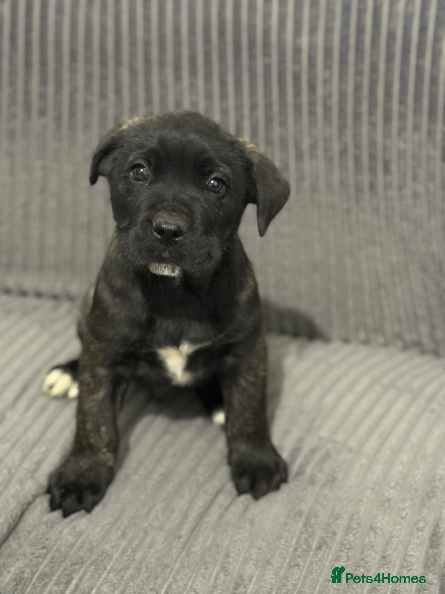 Presa Canario dogs Pure Elite!! 🏆Champion Blood presa Canario pups!! - Advert 2