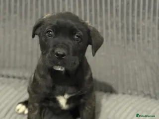 Presa Canario dogs Pure Elite!! 🏆Champion Blood presa Canario pups!! - Advert 3