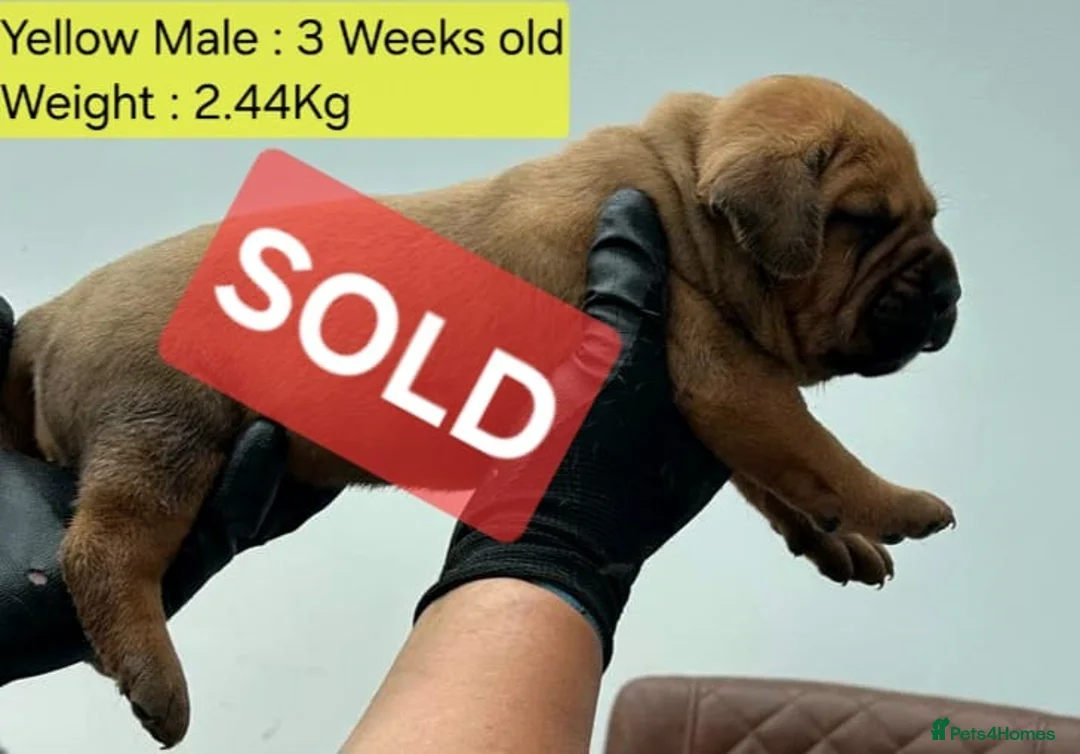 Boerboel dogs for sale: Boreboel (Bella) gave birth, 2 boys and 4 girls - Advert 2