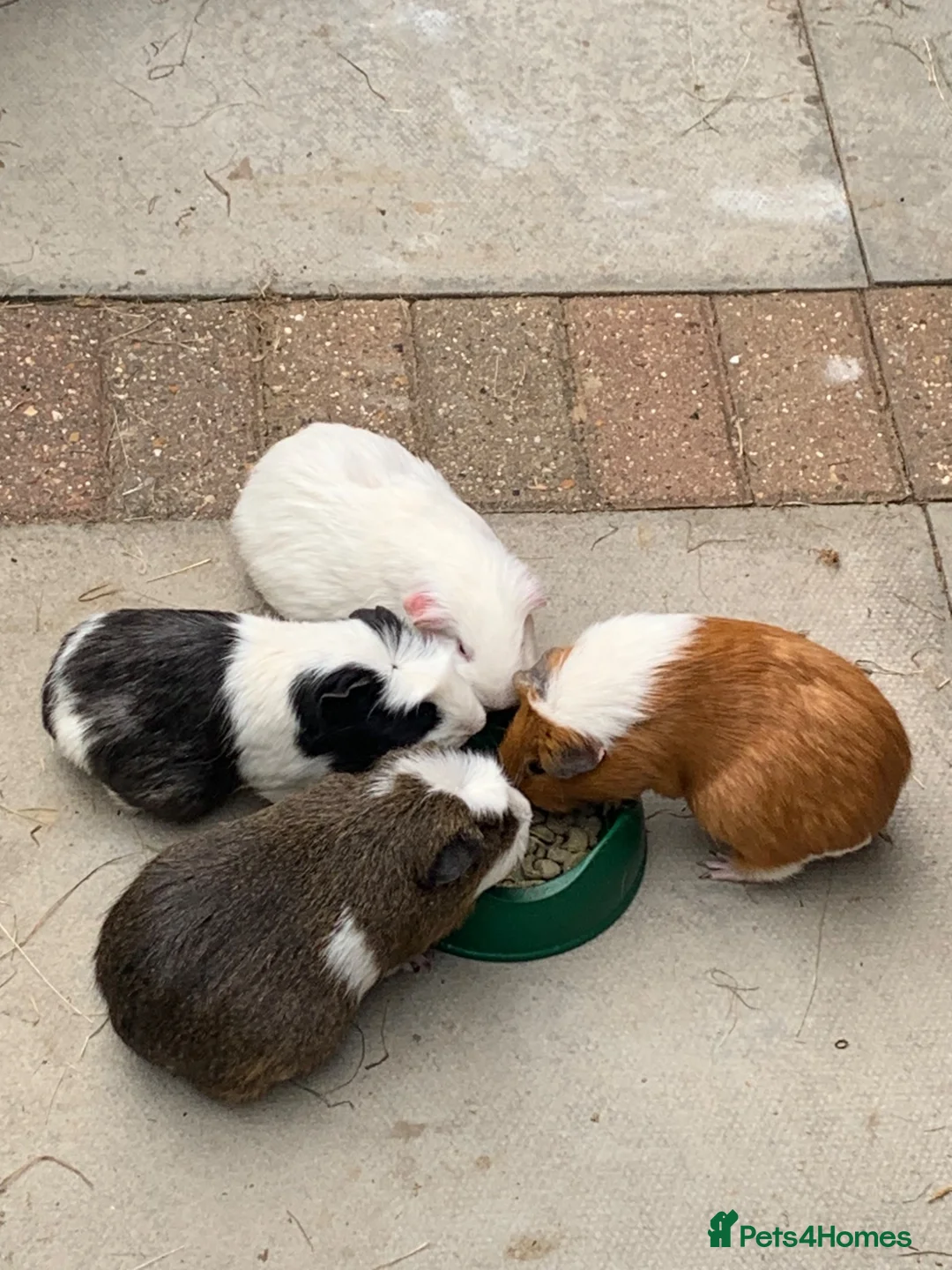 Guinea Pig rodents for sale: Four bonded Guinea pigs in Stevenage - Advert 1