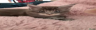 Rocky (odd eye)