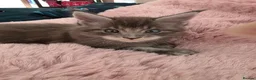Maine Coon cats for sale: Beautiful Maine Coon Kittens  - Advert 16