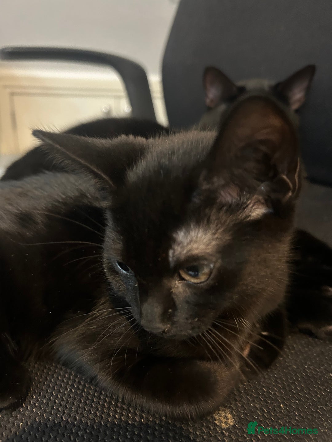 Mixed Breed cats for sale: 12wk Male Kitten – Bengal x British Shorthair - Advert 4