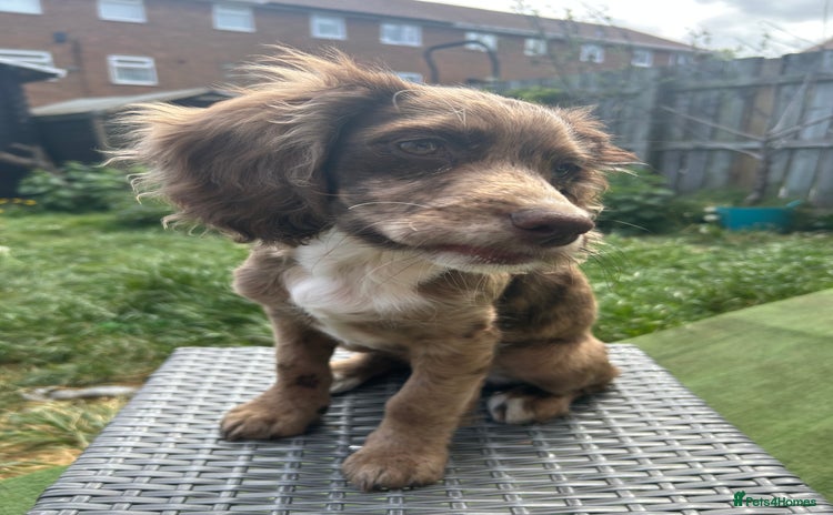 Cocker Spaniel dogs - Advert 3