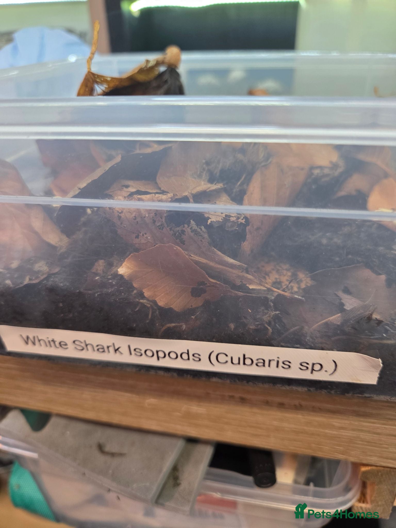 Isopods invertebrates Isopods  - Advert 5