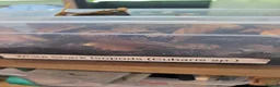 Isopods invertebrates for sale: Isopods  - Advert 1