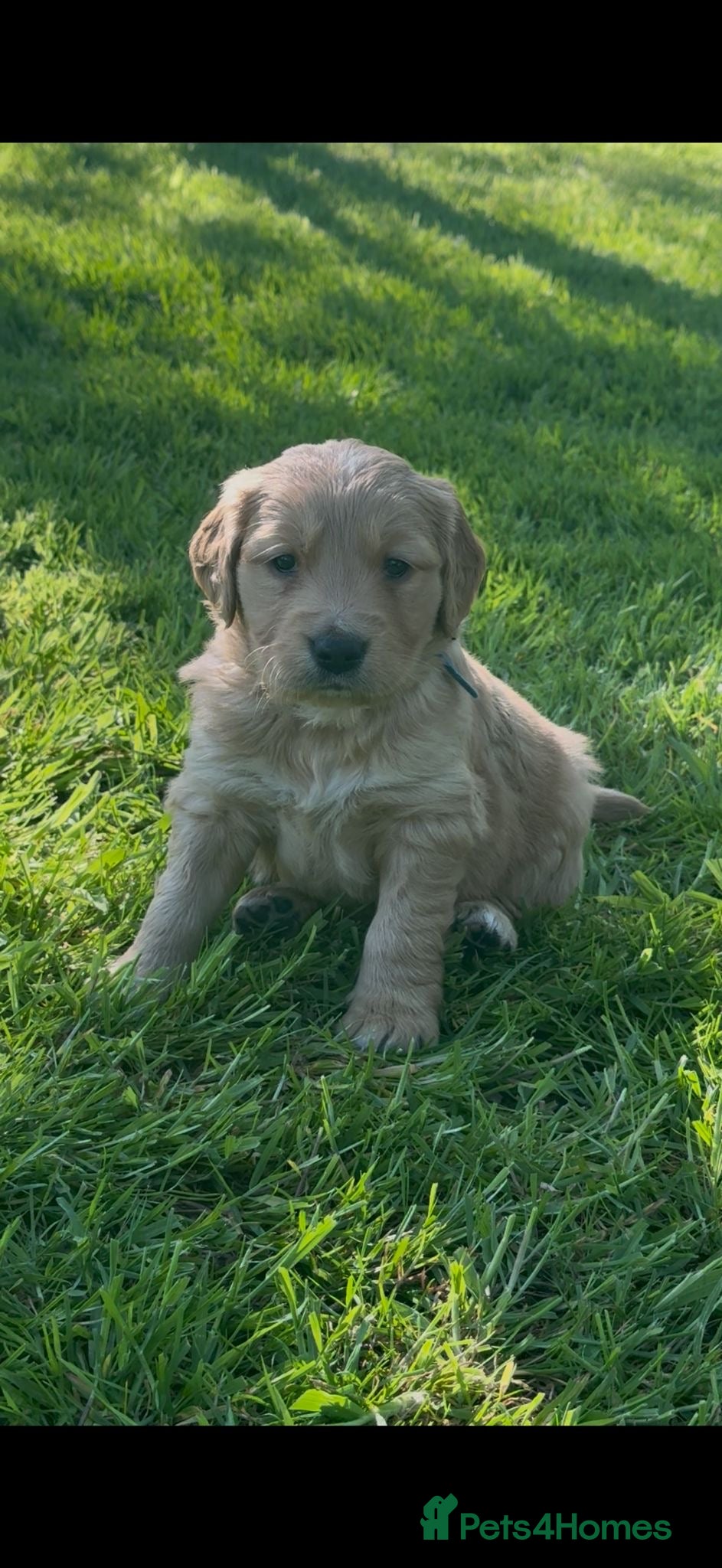 Golden Retriever dogs Exceptionally Well Bred Golden Retriever puppies - Advert 2