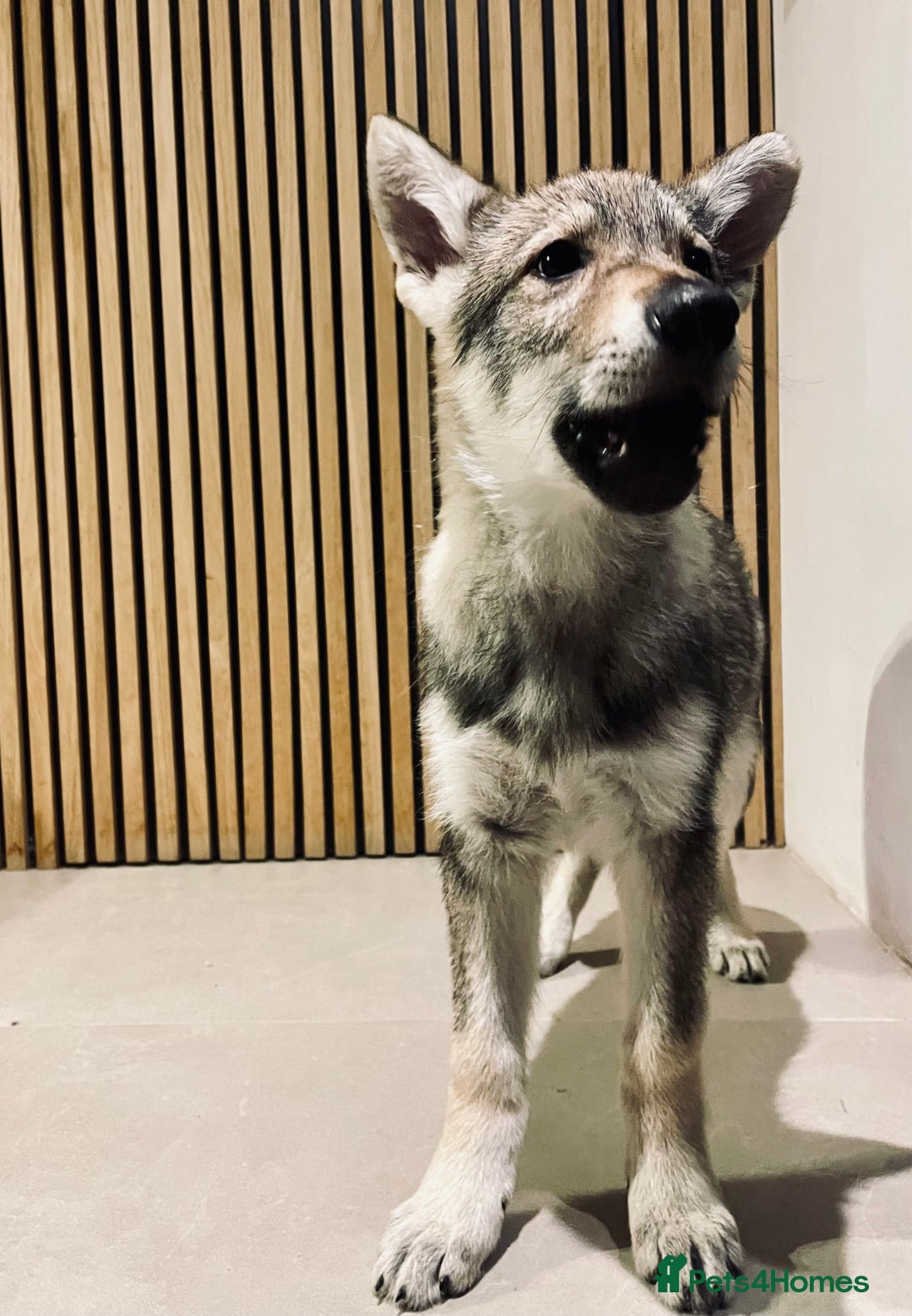 Saarloos Wolfdog dogs for sale: Saarloos Wolfdog  - Advert 2