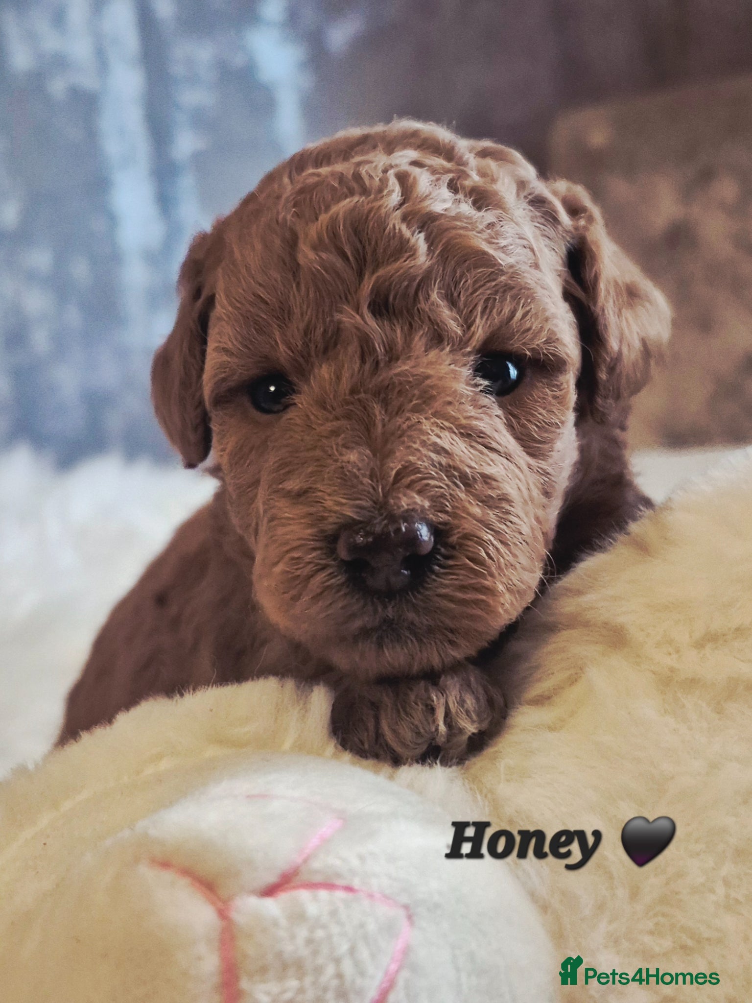 Cavapoo dogs F1B CAVAPOO PUPPIES EXTENSIVELY DNA HEALTH TESTED  - Advert 1