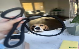 Beagle dogs for sale: Dog for adoption  - Advert 2