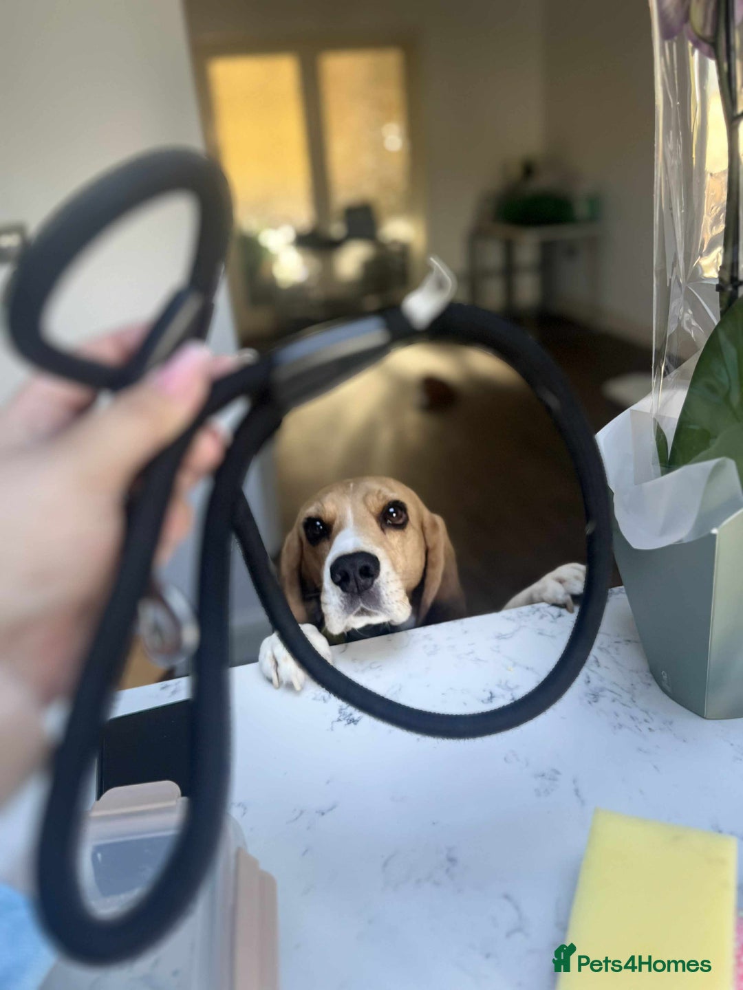 Beagle dogs for sale: Dog for adoption  - Advert 2