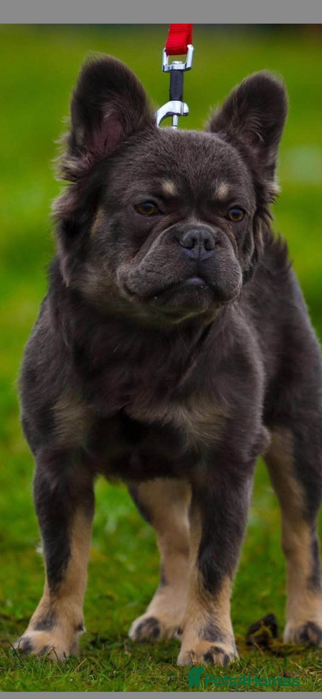 French Bulldog dogs for sale: Fluffy Frenchie - Advert 4