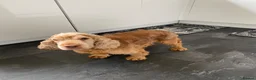 Cocker Spaniel dogs for sale: Show type cocker spaniel spayed.  - Advert 5