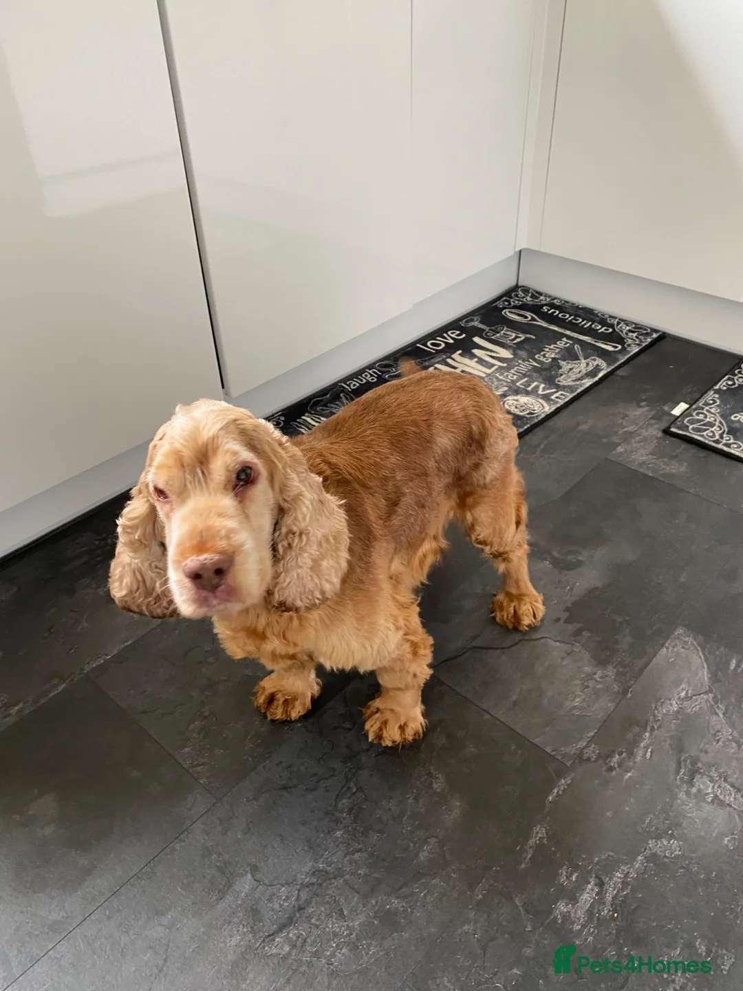 Cocker Spaniel dogs for sale: Show type cocker spaniel spayed.  - Advert 5