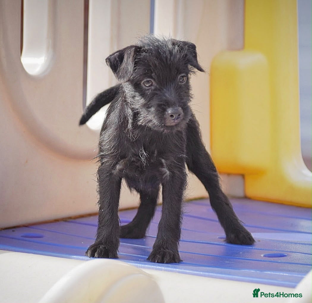 Patterdale Terrier dogs Last two babies!! Adorable Patter-dale puppies  - Advert 3