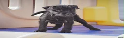 Patterdale Terrier dogs for sale: Patterdale Terrier Puppies, Last 2 Left! 🐾 - Advert 1