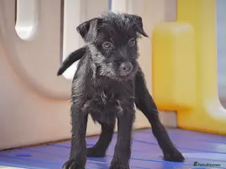 Patterdale Terrier dogs Patterdale Terrier Puppies, Last 2 Left! 🐾 - Advert 5