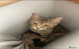 Mixed Breed cats for sale: 3 british shorthair kittens for sale  - Image 10