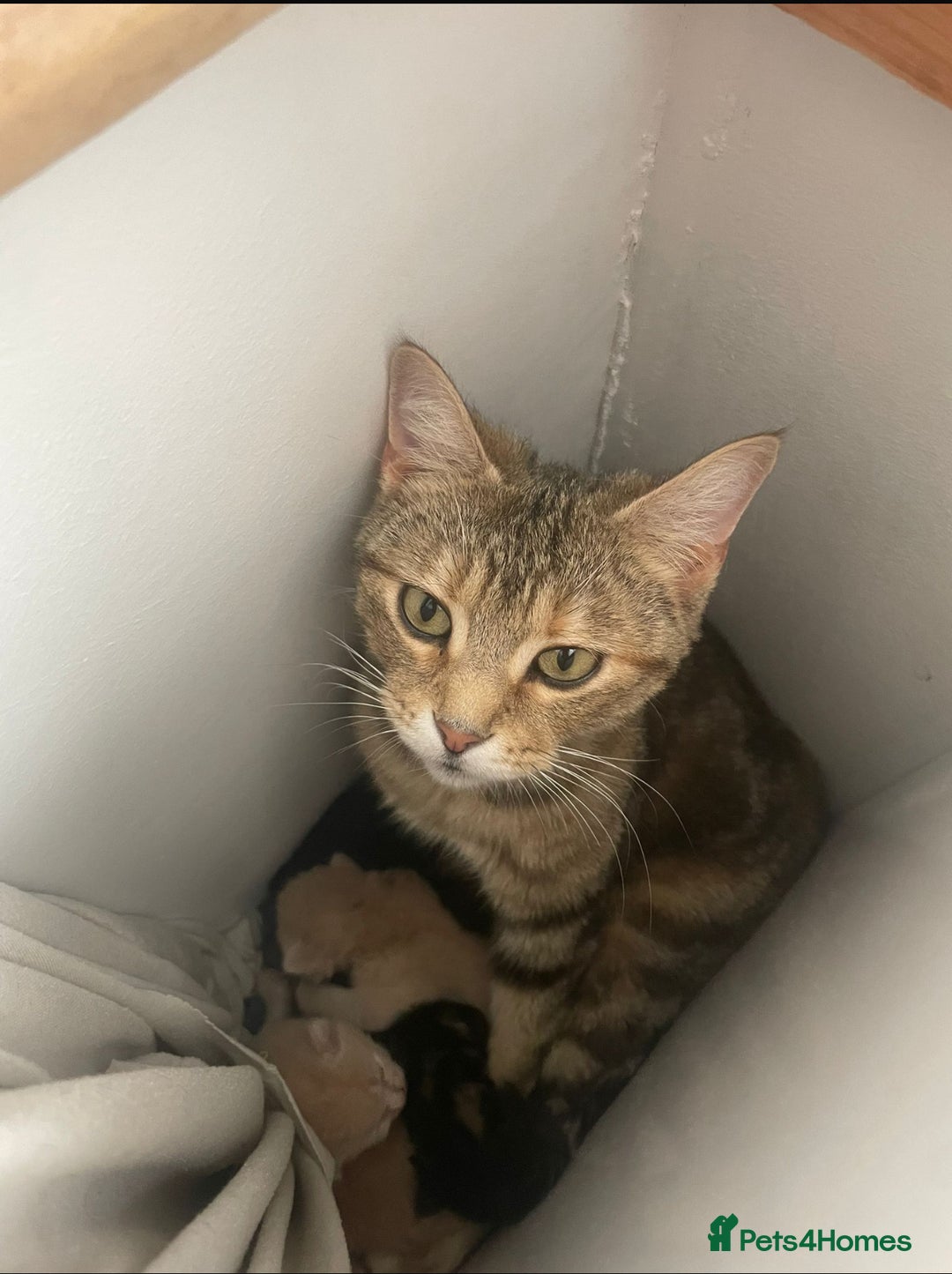 Mixed Breed cats for sale: 3 british shorthair kittens for sale  - Image 10