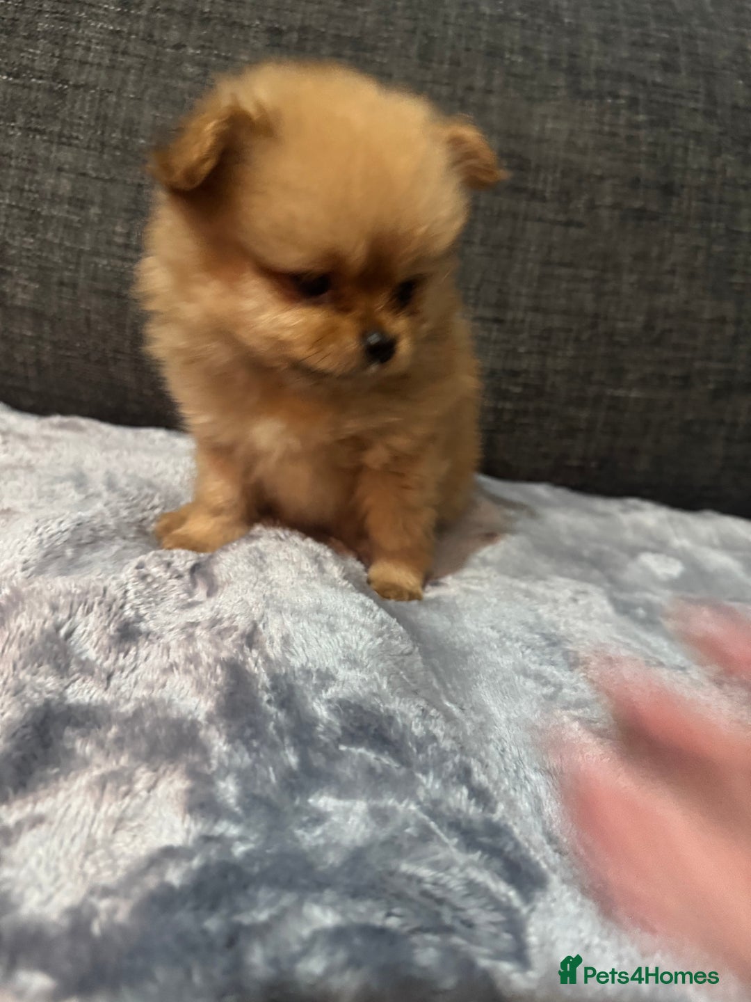 Pomchi dogs for sale: Pomeranian puppy’s  - Advert 5