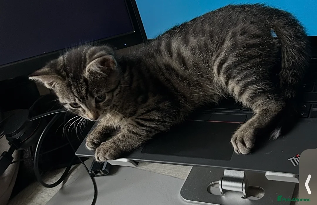 Domestic Shorthair cats for sale: FEMALE TABBY CAT FOR SALE!!! £100 - Advert 5