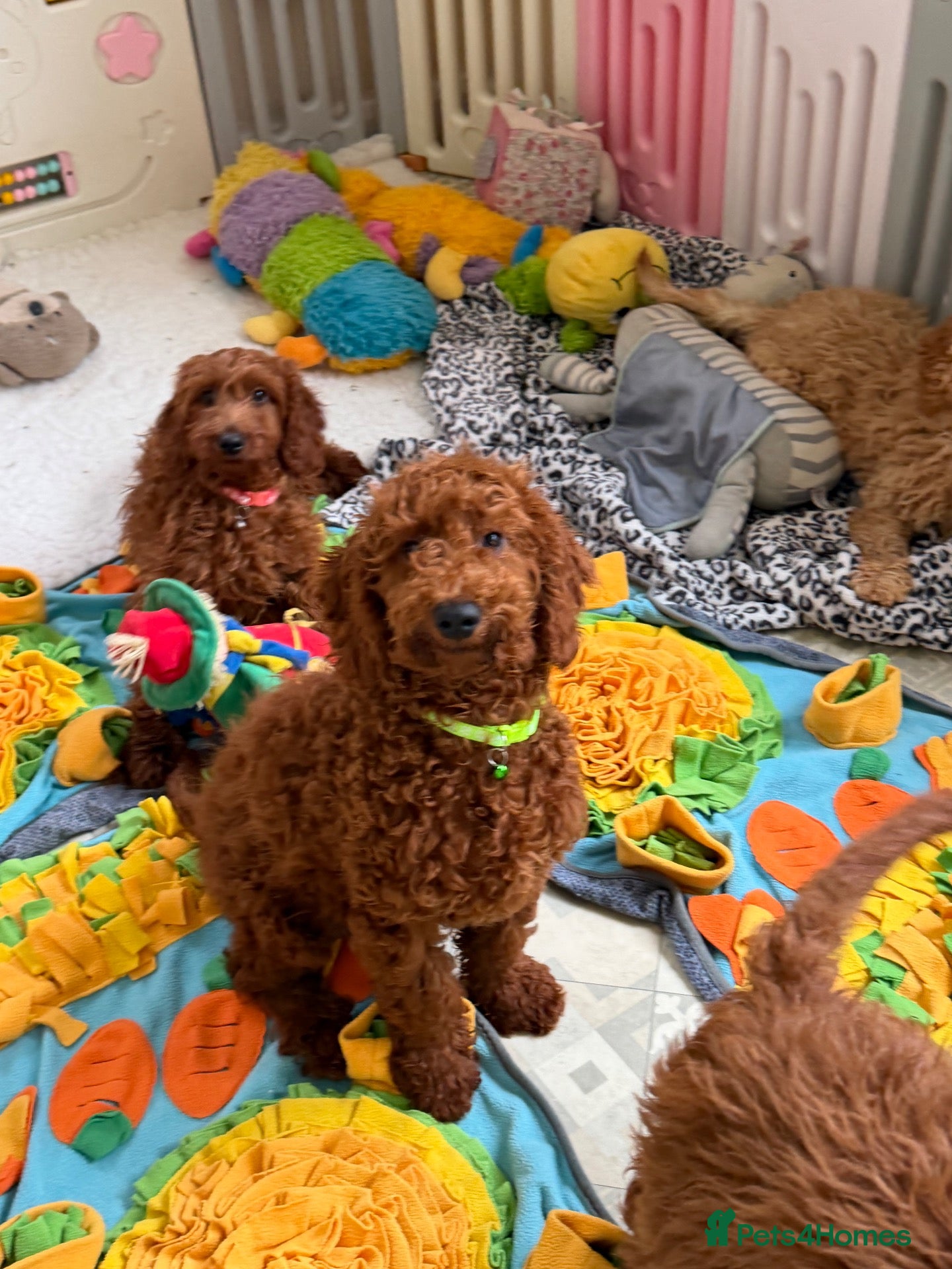 Goldendoodle dogs Top quality, health tested multiGen Double Doodles - Advert 2