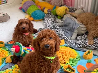 Goldendoodle dogs Top quality, health tested multiGen Double Doodles - Advert 2